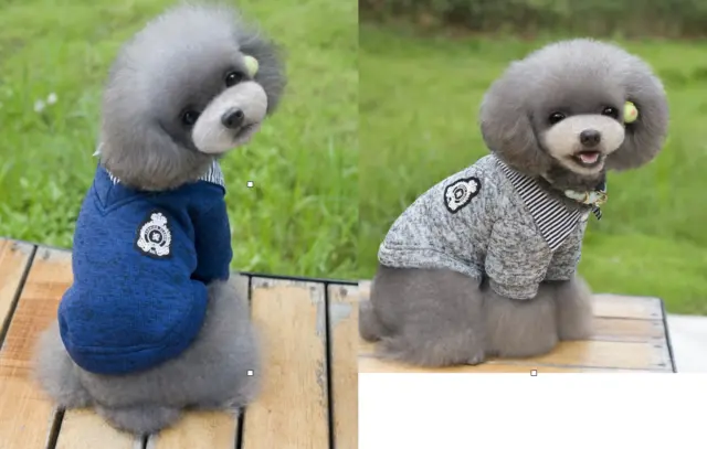 Dog Puppy Sweater Jacket for Small Breeds Blue or Gray  Luxurious Collection
