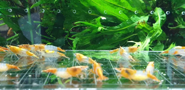 10+1  Orange Rili Shrimp Freshwater Neocaridina Aquarium Shrimp. Live Guarantee