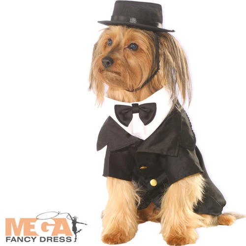 DAPPER DOG FANCY Dress Victorian Gentlemen Suit Puppy Pet Animal Wedding Costume £9.99 PicClick UK