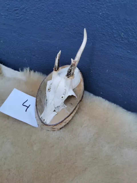 Nr. 4 Rehbock Geweih Gehörn Trophäe Deko Jagd Trophäenschild