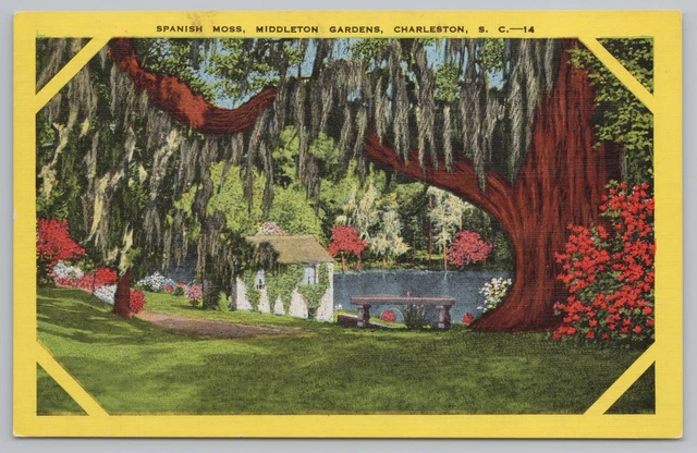 Linen~Spanish Moss~Middleton Gardens~Charleston South Carolina~Vintage Postcard