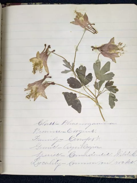 Antique 1888 Herbarium Botanical Flower Pressed Plant School Book Frederick MD Antique 1888 Herbarium Botanical Flower Pressed Plant School Book Frederick MD