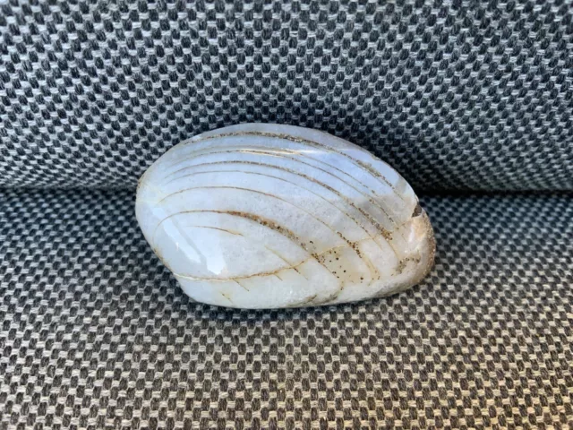 Rare Polished Fossil Bivalve Scunthorpe UK Cardinia sp 200 Million Years Old !