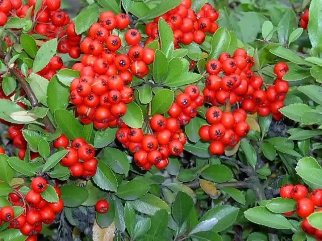 25 ESPINO DE FUEGO ESCARLATA Pyracantha Coccinea Bush Arbusto Flor Semillas *Plano S/H