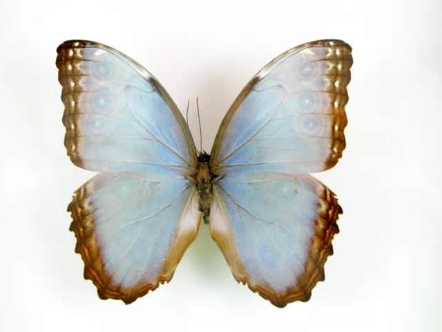 3 real beautiful and huge butterflies in the XXl showcase - single piece - 28 4