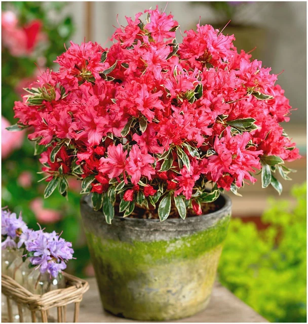 Garden Plants GrowOn Shrubs Dwarf Rhododendron & Japanese Azalea Collection  (x8 Plants) - Evergreen Garden Shrubs, Spring Flowering Outdoor Plants  Dwarf Rhododendron And Azalea Collection