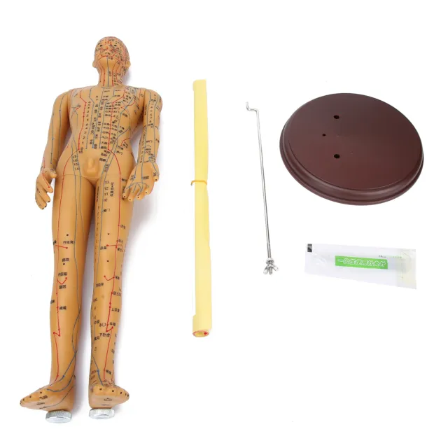50cm / 19.7in Brass Color Acupuncture Body Model Meridians Acupuncture Model BT5