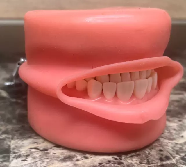 Nissin Prosthetic Restoration Jaw Model 32 Tooth Dental Training W/ Gum Cover