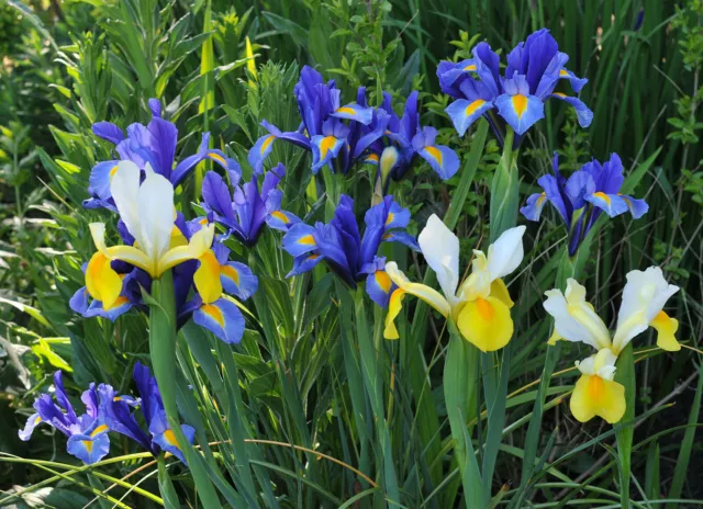 15 Iris Hollandica Mixed Summer Flowering Bulbs Garden Dutch Perennial Flowers