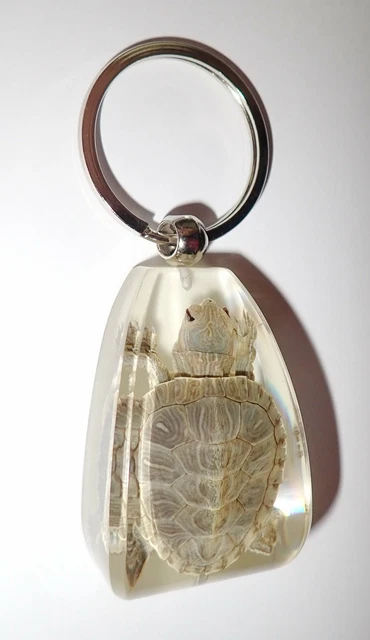 Large Resin Key Ring Farmed Water Slider Turtle Specimen Glow in the Dark YK12