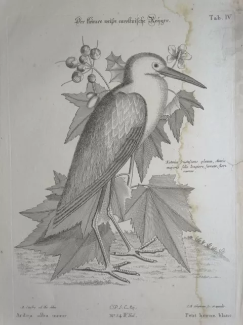 Reijger Ardea alba minor - Seligmann Kupferstich Reiher Vogel Ornithologie 1760