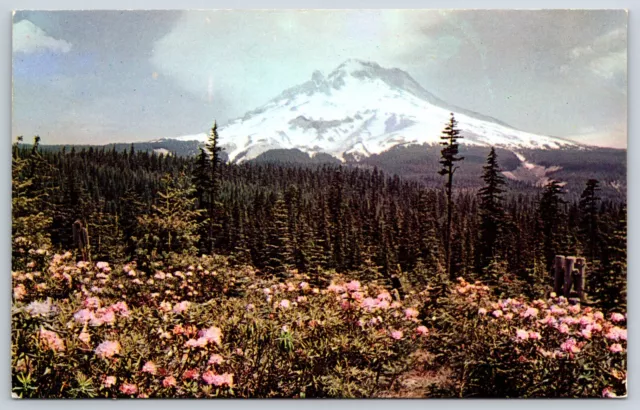 Postcard Rhododendron Time At Mt. Hood, Oregon Unposted