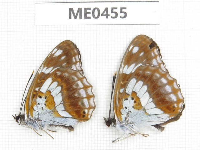 Butterfly. Limenitis doerriesi. S of Shaanxi, Ankang, Ningshan county. 2M.ME0455