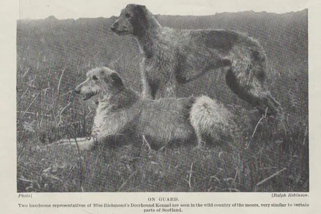 Scottish Deerhound "Guard" - 1934 Vintage Dog Art "Photo" Print - CUSTOM MATTED