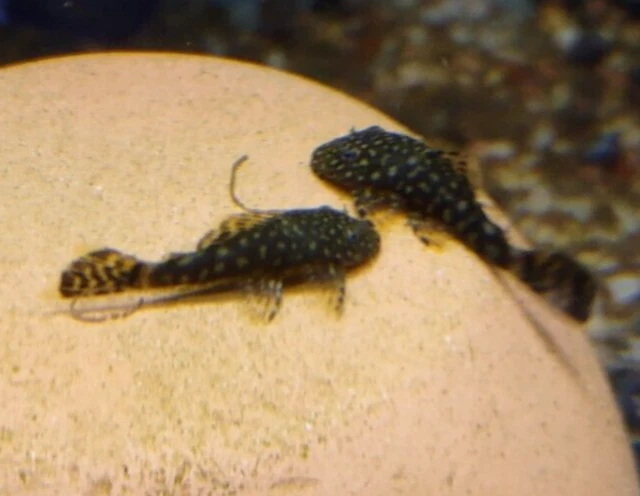 5 + 1 Free CHOCLOLATE Shortfin Bristlenose Pleco's 1.0" - 1.25 + inches