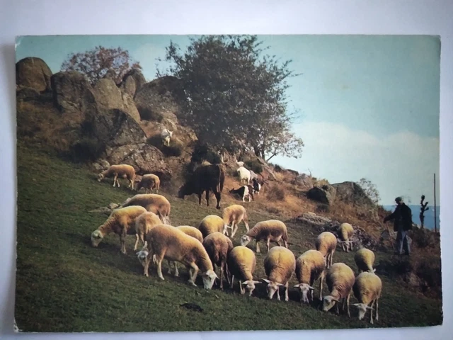 CPM Paturage en Montagne berger et moutons
