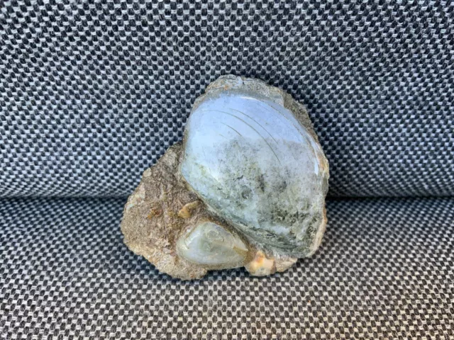 Rare Polished Fossil Bivalve Scunthorpe UK Cardinia sp 200 Million Years Old !