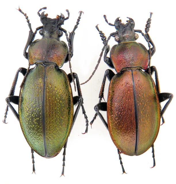 Carabidae, Carabus Morphocarabus rothi ormayi, bronze, Transcarpathian A1 A1-