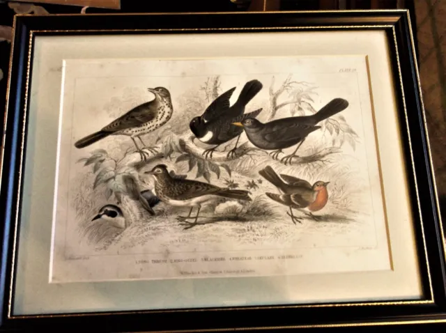 Antique Framed Print Blackie Son Colour Plate 58 Garden Birds Stewart Bishop