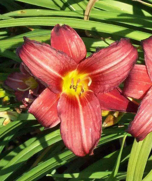 Little Business Reblooming Daylily - 3 root divisions