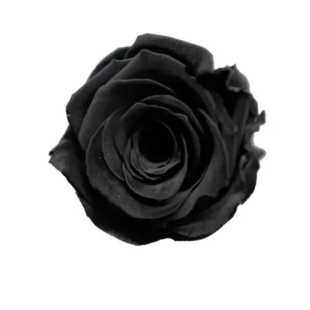 100 Stücke Seltene schwarze Rose Blumensamen Gartenpflanze für Deko 3