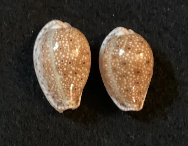 2 Cypraea Ocellata, 30/28 mm