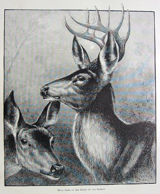 BUCK MULE DEER ANTLERS TROPHY RACK ~ 1888 Big Game Hunting Art Print Engraving