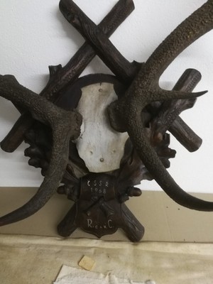 Metallo Bronzo Cervo Testa Muro Appeso Placca Vintage con Scudo Palchi Di Caccia 