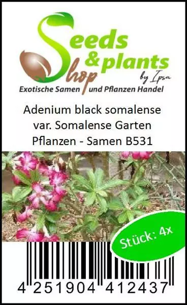 4x Adenium black somalense var. Somalense Garten Pflanzen - Samen B531 2