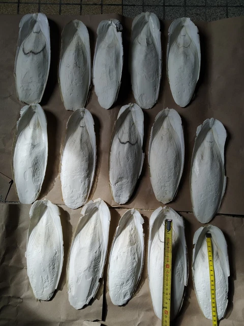  os de seiches 19 à 23 cm1kg calcium