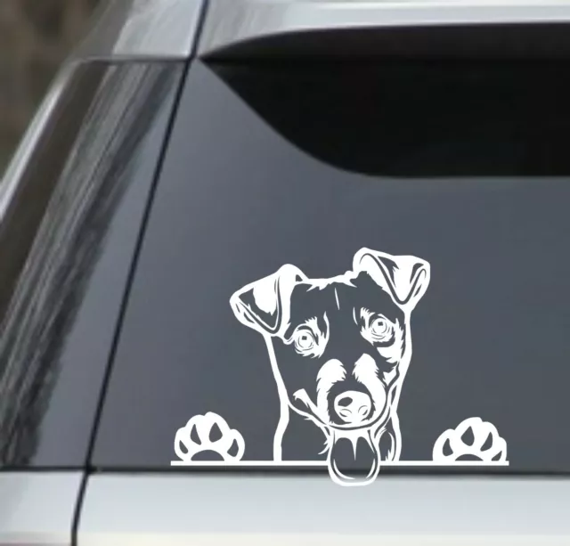 7.5" Peek a Boo Jack Russell Terrier vinyl Decal Sticker