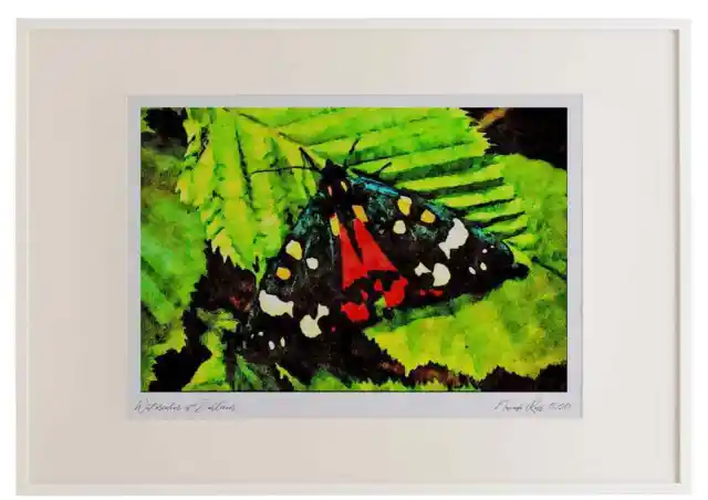 432094 Scarlet Tiger Callimorpha Dominula A3 Picture Frame Watercolour print