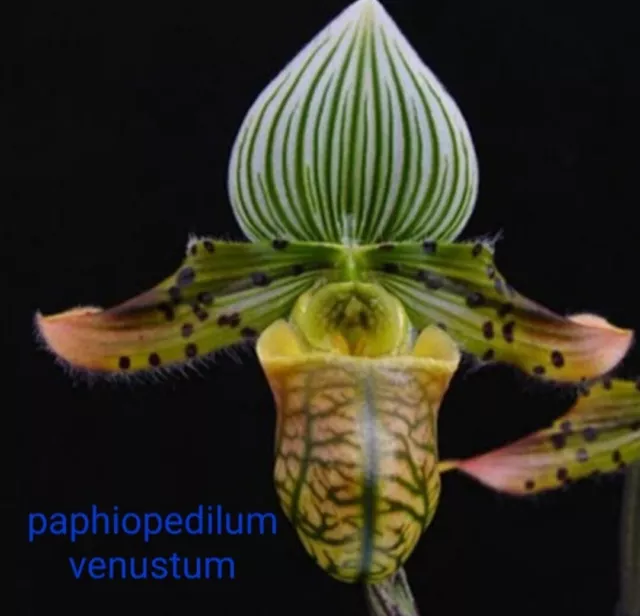 Orchid Species-Paphiopedilum Venustum