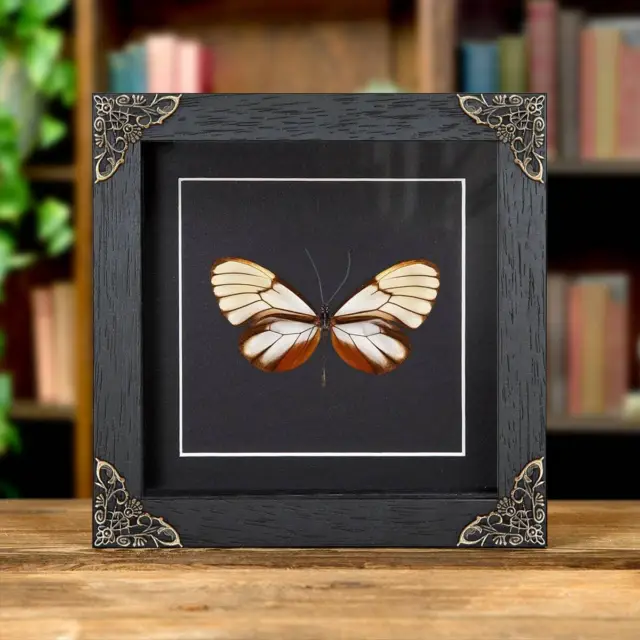 Clear Winged Taxidermy Butterfly in Baroque Style Frame (Godyris duillia)