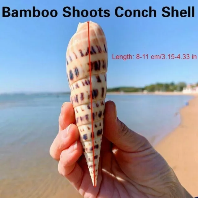 Bambou Shoots Conque Coque Naturel Mer Snail Maison Ornement Poisson Réservoir