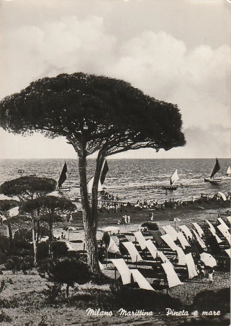Milano Marittima Pineta E Mare Bella Veduta Viaggiata Anno 1956