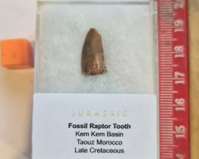 Fossil Raptor Dinosaur Tooth - Boxed  -1.4cm - Probably Abelisaurus - RARE