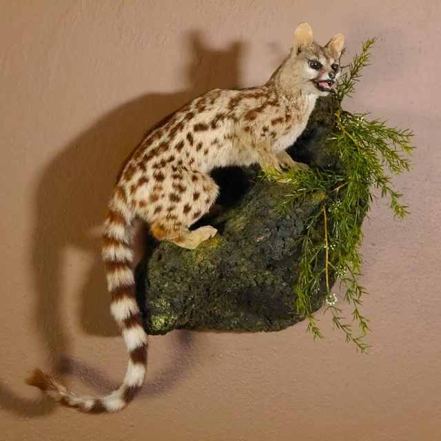 Ginsterkatze Gato Preparado Con Abierta Pesca En Decoración Podio 84.110.3 2