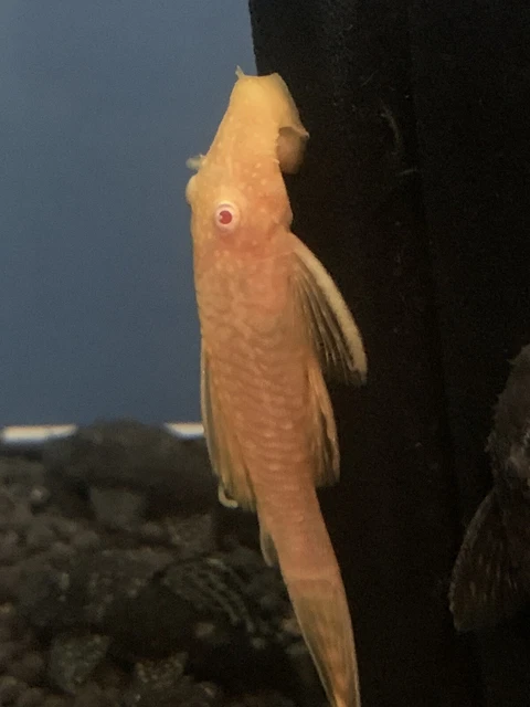 6 Pack Albino Bristlenose Pleco (Ancistrus sp.) 1.50-1.75+