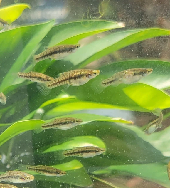 Least Killifish Heterandria formosa 10 fish UNSEXED
