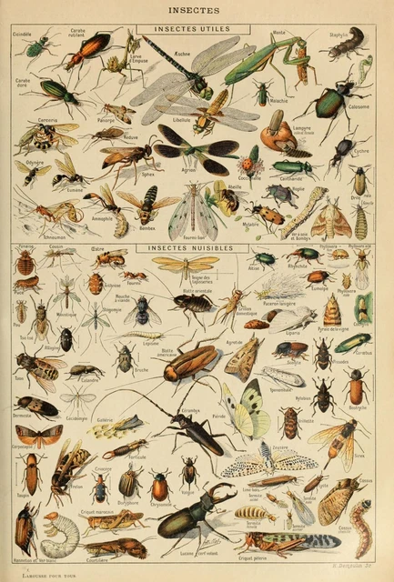 Vintage French Adolphe Millot Insects Natural History Bugs Print Poster A3 A4 A5