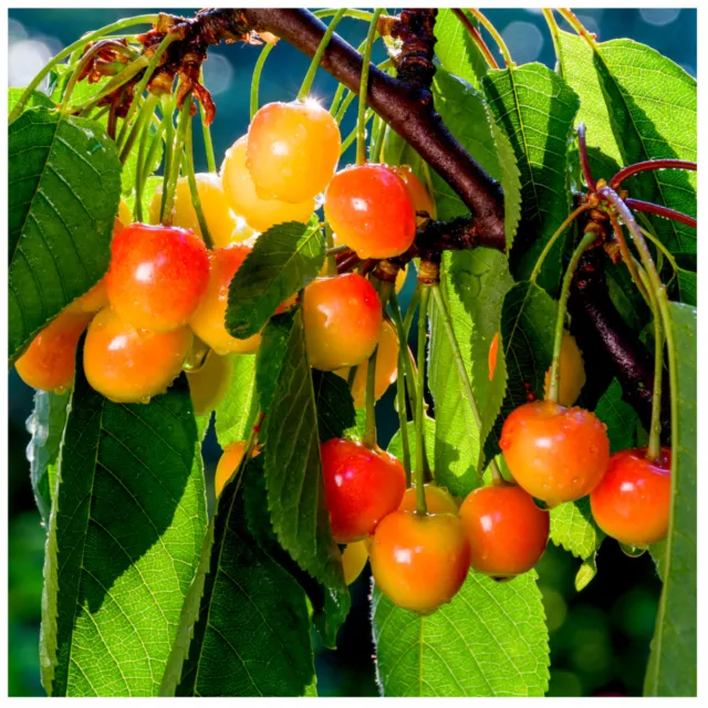 Merton Glory Cherry Tree 4-5ft Large, Red-Flushed, Sweet & Juicy Cherries