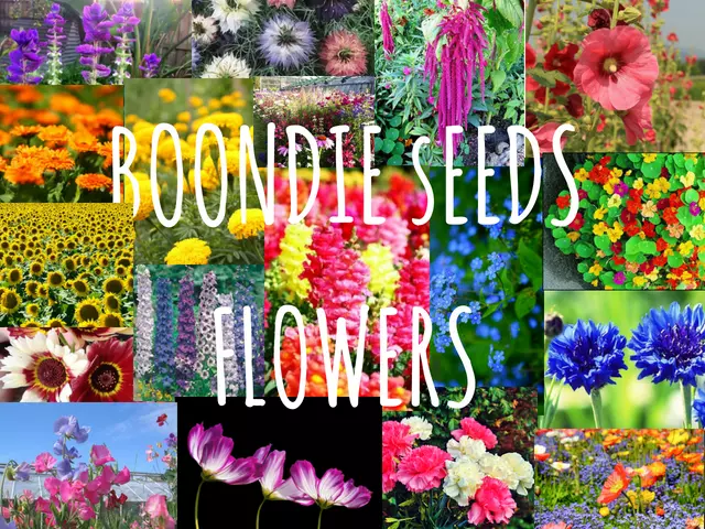 FLOWER SEEDS spring pansy poppy hollyhock daisy sunflower and more BOONDIE SEEDs