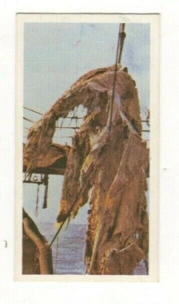 Brooke Bond #10 - Strange sea monster found near New Zealand