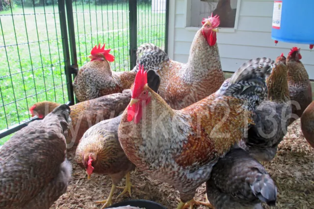 10+ Bielefelder Fertile Hatching Eggs.  Flock is from 2011 & 13 import bloodline