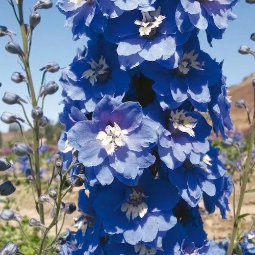 25 + Magique Fontaines Moyen Bleu W/Blanc Abeille Delphinium Semences Florales /