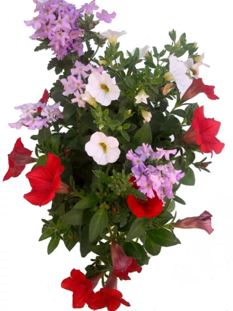 Balkonpflanzen Set trio "Noblesse" - Drei herrlichen Blütenfarben in einem Topf