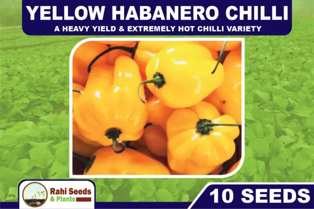 Yellow Habanero Chilli 10 Seeds A Heavy Yield & Extremely Hot Chilli Variety