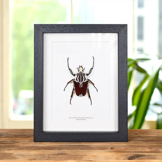 標本 Goliathus goliatus apicalis 85mm CONGO Goliathus-Goliatus-Apicalis-