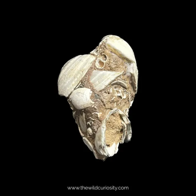 Fossil Shells in Sandstone Matrix | 37mm | Isle of Wight Fossils | Shells